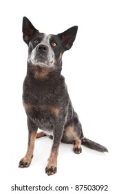 Australian Cattle Dog In Front Of A White Background