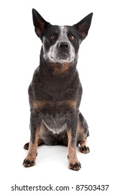 Australian Cattle Dog In Front Of A White Background