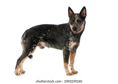 Australian Cattle Dog Isolated On White Background