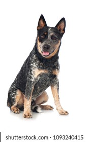 Australian Cattle Dog Isolated On White Background