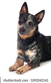 Australian Cattle Dog Isolated On White Background