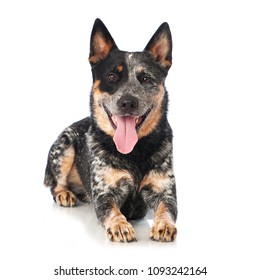 Are There Tan Markings On Australian Stumpy Cattle Dogs