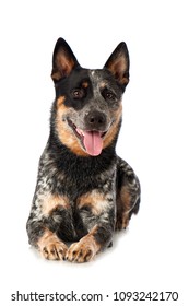 Australian Cattle Dog Isolated On White Background