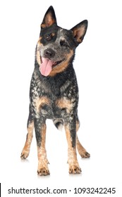 Australian Cattle Dog Isolated On White Background