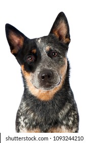 Australian Cattle Dog Isolated On White Background