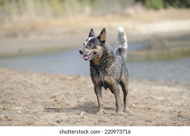 can a australian cattle dog live in south africa