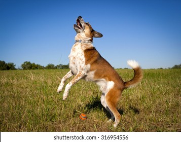 Australian cattle dog leaping left on hind legs