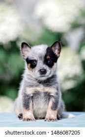 Australian Cattle Dog Little Puppy