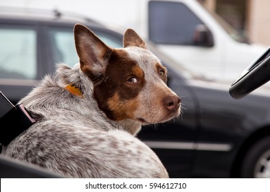 Australian cattle dog looks over his shoulder while behind the wheel of a car