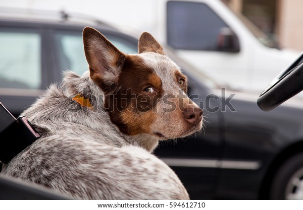 Australian cattle dog looks over his shoulder while\
behind the wheel of a\
car