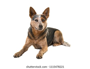 Australian Cattle Dog Lying Down Looking At The Camera Isolated On A White Background