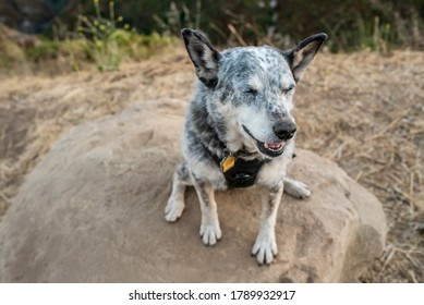 Australian Cattle Dog In Malibu Mountains