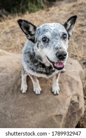 Australian Cattle Dog In Malibu Mountains