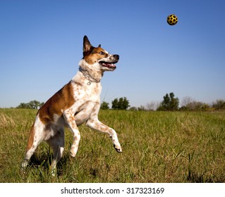 Australian Cattle Dog In Mid Leap To The Right Trying To Get Orange Ball