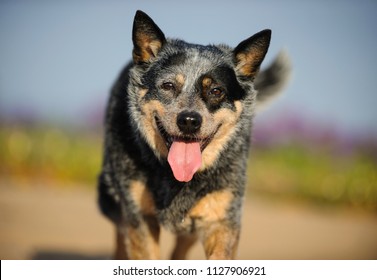 5,584 Australian Cattle Dog Images, Stock Photos & Vectors | Shutterstock