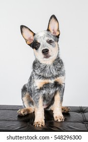 Australian Cattle Dog Puppy, ACD