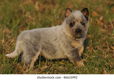 Australian Cattle Dog Puppy Aged Four Weeks