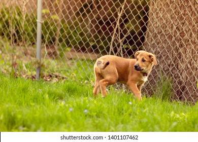 Australian Cattle Dog Puppy Chinook