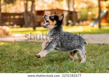 Australian cattle dog puppy outdoor. Blue and red heeler dog breed. Puppies on the backyard. Dog litter. Dog kennel