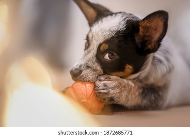 Australian cattle dog puppy playing at home. 