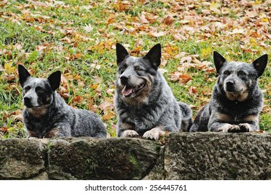 Australian Cattle Dog Puppy Trick