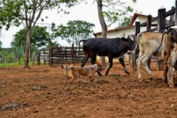 The Australian Cattle Dog, Or Simply Cattle Dog, Is A Breed Of Herding Dog Originally Developed In Australia For Droving Cattle Over Long Distances Across Rough Terrain.