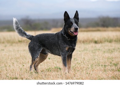 17 Simply cattle dog Images, Stock Photos & Vectors | Shutterstock