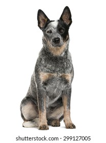 are australian cattle dogs good dogs