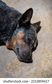 Australian Cattle Dog Sleep, Blue Heeler