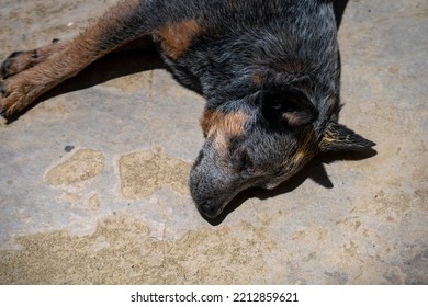 Australian Cattle Dog Sleep, Blue Heeler