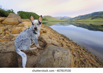 can a australian cattle dog live in south africa