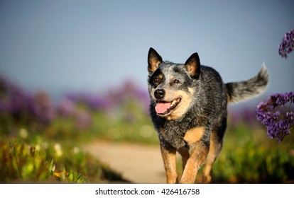 Australian Cattle Dog walking through field of purple flowers  and ice plant