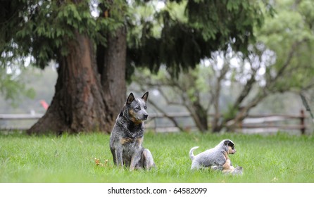    AUSTRALIAN CATTLE DOGS ;  a hardy and hard-working breed, part dingo and part Smithfield herder.  bitch and pups