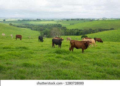 Australian Cattle Farm With Green Pasture, Brown Cows And Dark Stormy Skies 