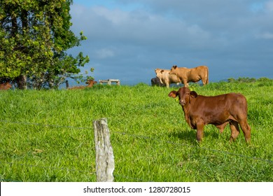 Australian Cattle Farm With Green Pasture, Brown Cows And Dark Stormy Skies 