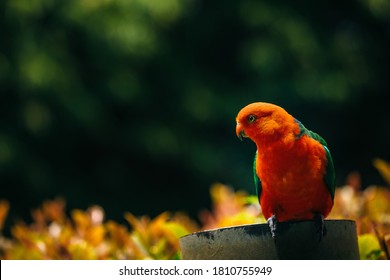 Australian Chattering Lory Lorikeet Bird bird side profile atop a feeder in the australian wilderness - Shutterstock ID 1810755949