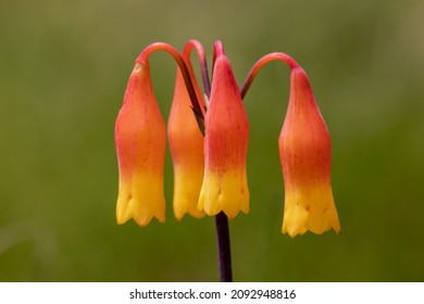 Australian Christmas Bell Plant In Flower