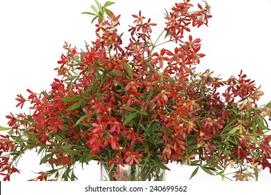 Australian Christmas Bush In A Glass Vase.