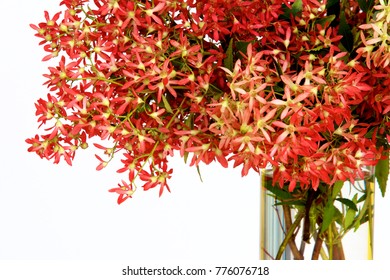 Australian Christmas Bush In A Glass Vase.