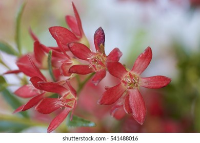 Australian Christmas Bush: Macro Shot