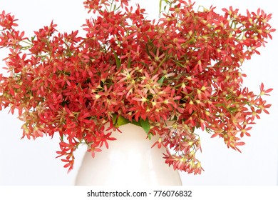 Australian Christmas Bush In A White Vase.