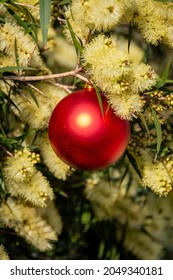 An Australian Christmas With A Red Christmas Bauble In A Yellow Wattle, Vertical Format