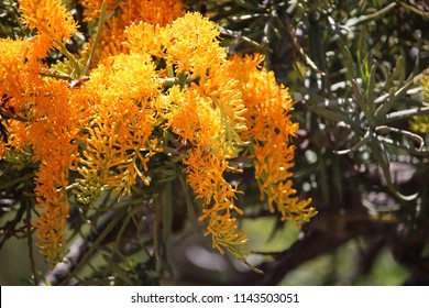 Australian Christmas Tree