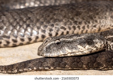 Australian Common Death Adder (Acanthophis Antarcticus)