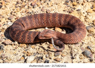 Australian Common Death Adder Showing Tail Stock Photo 2171821411 ...