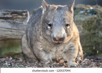 Australian Common Wombat , Queensland, Australia. Hairy Nosed Quadrupedal Marsupial Vombatidae