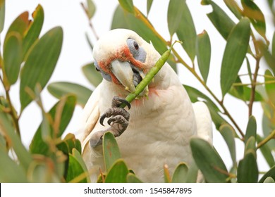 Australian Corella Eating A Wattle Seed Pod