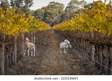 Australian Countryside Agriculture Scenery in Autumn. Sheep grazing along with Grape Vines in Mclaren Vale, Wine Region of South Australia