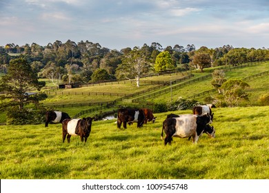 6,185 Australia dairy farm Images, Stock Photos & Vectors | Shutterstock