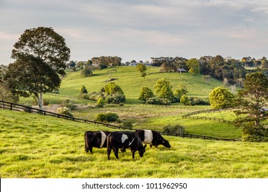 Australian Countryside. Friesian Cattle In Paddock, Sunshine Coast, Queensland, Australia